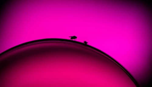 Fruchtfliegen im Wein: Ein unterschätztes Problem